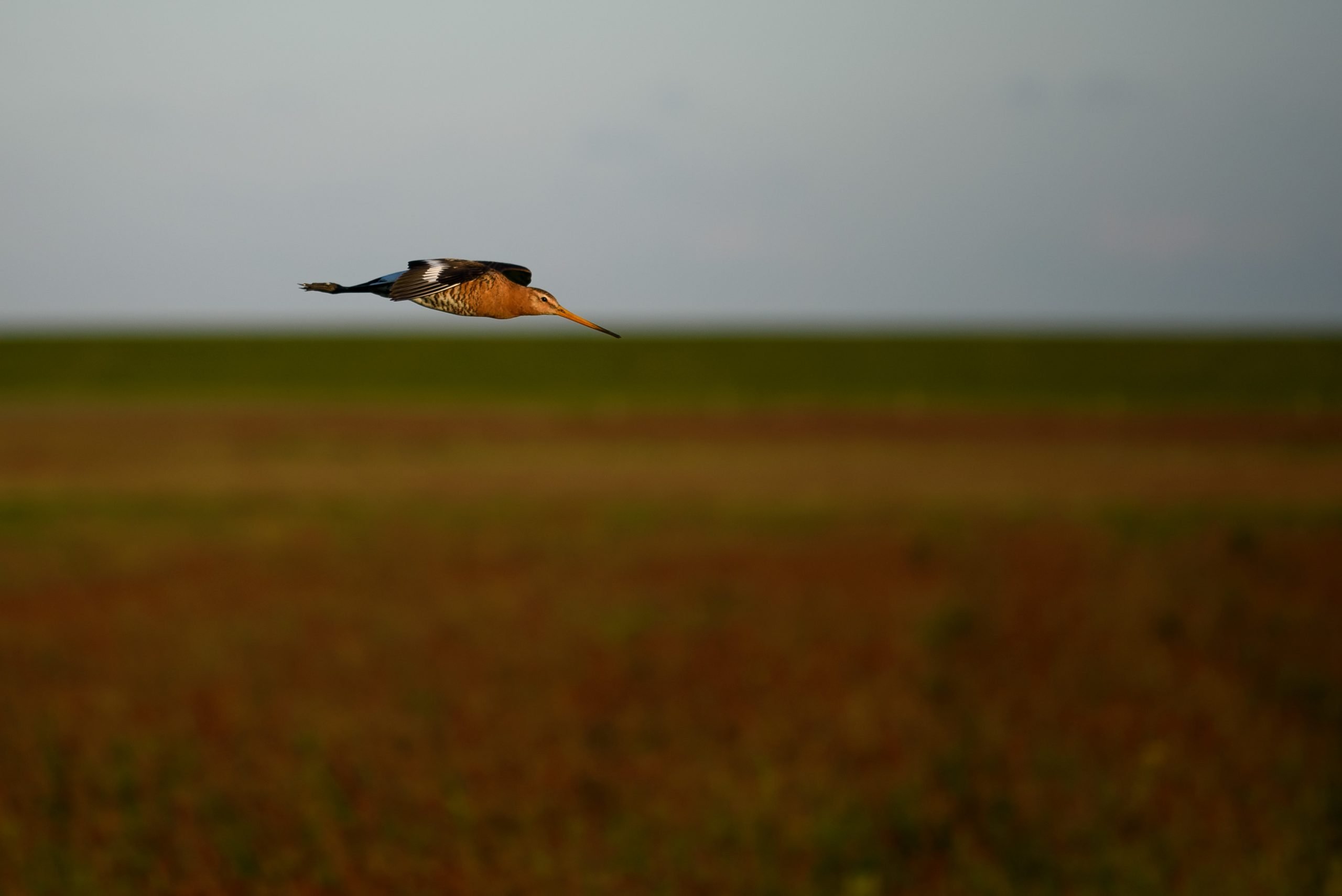 Grutto vliegt boven de polder van Terschelling